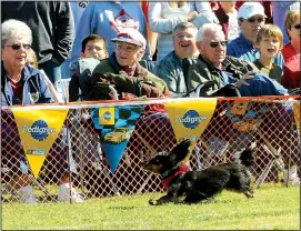  ?? FILE PHOTO ?? An estimated crowd of 500 showed to watch the third annual “Wiener Takes All” benefit dog races at the softball field on Glasgow Road in the Bella Vista Highlands. Now in it’s 12th year, event supports the Bella Vista Animal Shelter.