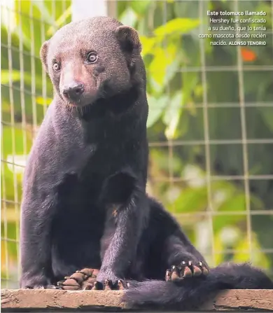  ?? ALONSO TENORIO ?? Este tolomuco llamado Hershey fue confiscado a su dueño, que lo tenía como mascota desde recién
nacido.