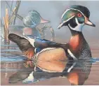  ?? U.S. FISH AND WILDLIFE SERVICE ?? Scot Storm of Freeport, Minnesota, won the 2018 Federal Duck Stamp design contest with this acrylic painting of a drake wood duck and decoy.