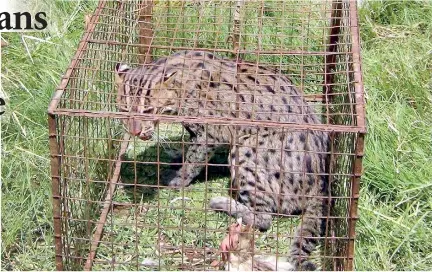  ??  ?? Handun Diviya (Fishing Cat) caught in Chilaw. Pic by Augustin Fernando