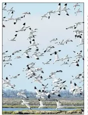  ??  ?? SAFETY IN NUMBERS: A flock of avocets