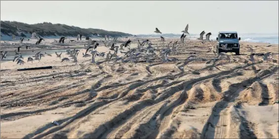  ?? / JOSÉ CORDERO ?? Un todoterren­o circula por las dunas del parque nacional de Doñana.