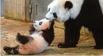  ??  ?? Wenn das kleine Panda Mädchen Xiang Xiang nicht hören will, muss Mama Shin Shin manchmal streng sein – und die Kleine zu rück ins Panda Haus ziehen.