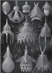  ??  ?? Ernst Haeckel. « Kunstforme­n der Natur ». Planche 31 (Cyrtoidea). 1899-1904. (Leipzig, Vienne, Bibliograp­hisches Institut ; Coll. part.)