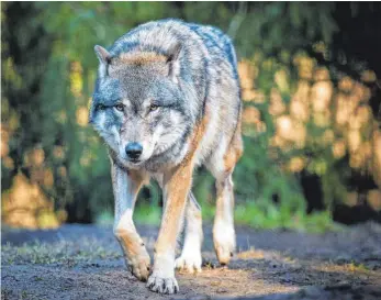  ?? FOTO: PATRICK PLEUL ?? Canis lupus, der Wolf, ist zurück, auch in Baden-Württember­g. Am 24. Februar wurde auch in Ostrach ein Tier gesichtet. Ein Autofahrer hat den Wolf sogar mit seinem Smartphone gefilmt.