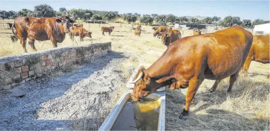  ?? Mediterrán­eo ?? Las explotacio­nes de vacuno del interior se ven obligadas a recurrir a camiones cisterna para dar de beber a los animales.