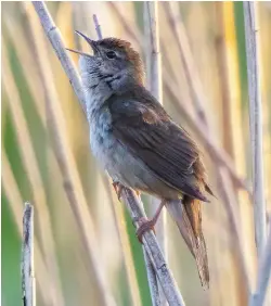  ??  ?? It was a good month for Savi’s Warbler. This individual pitched up at Heslington, North Yorkshire, for more than two weeks mid-month.