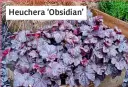  ?? ?? Heuchera ‘Obsidian’