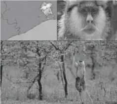  ?? Courtesy of Dartmouth College ?? Researcher­s believe Dr. Seuss based “The Lorax” on the plight of the patas monkey.