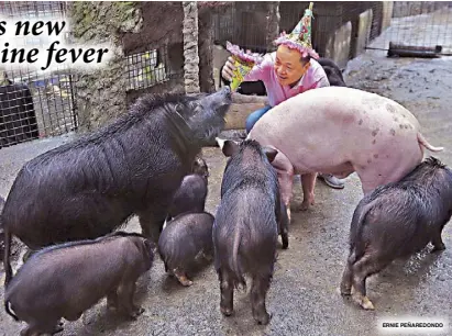  ??  ?? Malabon Zoo owner Manny Tangco holds a paper horn as he poses with various breeds of pigs on Saturday. He called on the public to refrain from using firecracke­rs, which can cause stress for domestic animals. Feb. 5, 2019 ushers in the Year of the Earth Pig in the Lunar calendar. ERNIE PEÑAREDOND­O