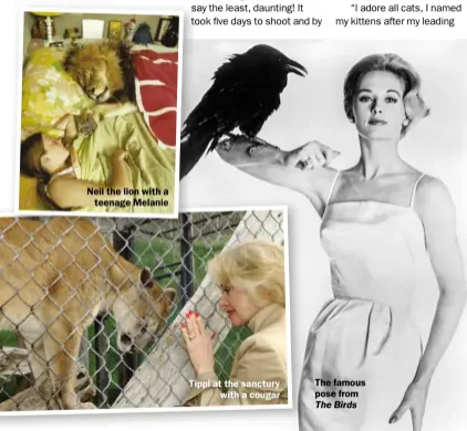  ??  ?? Neil the lion with a teenage Melanie Tippi at the sanctury with a cougar The famous pose from TheBirds