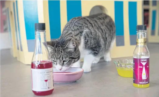  ??  ?? NOT AS GOOD AS MILK: Elsa the cat drinks Apollo Peak’s ‘cat wine’ during a taste test at Cat Town Cafe in Oakland, California.