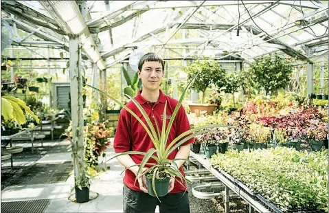  ??  ?? Benjamin Snyder, greenhouse manager at Temple University’s Ambler campus, holds a pineapple plant grown from the top of a pineapple bought at the store.