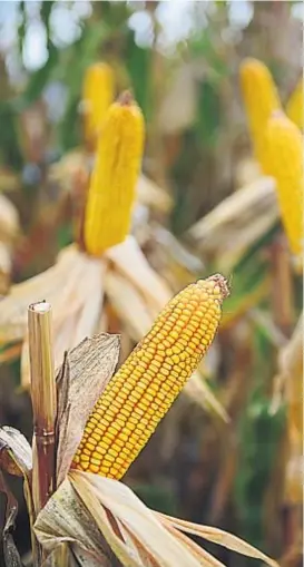  ?? (NICOLÁS BRAVO) ?? Ventaja. El maíz es el cultivo que más tecnología incorporó en los últimos años y eso se refleja en una mayor producción.