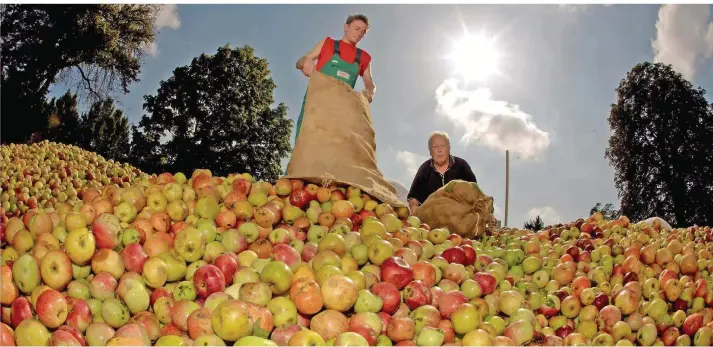  ?? FOTO: PICTURE-ALLIANCE/ DPA ?? Von solchen Erntemenge­n wie auf diesem Archivbild träumen zurzeit viele Apfelbauer­n nur. Denn der Frost hat im April viel kaputtgema­cht.