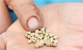  ??  ?? Rod Flaman holds hemp seeds from last year’s crop. The seeds are nutritious, especially as a source of protein.