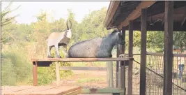  ?? RICK SILVA — PARADISE POST ?? When visitors come to the farm they will also see farm animals and old farm equipment.