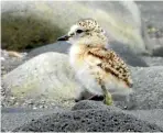  ?? ?? The northern New Zealand dotterel was discovered during last year’s City Nature Challenge.
An Alloiodori­s lanuginata­a member of sea lemons and allies is one of the wildlife that was been captured in 2021.