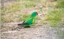 ?? Photograph: Alamy ?? DNA sampling by Australian researcher­s has found there is likely to be fewer than 300 critically endangered swift parrots left.