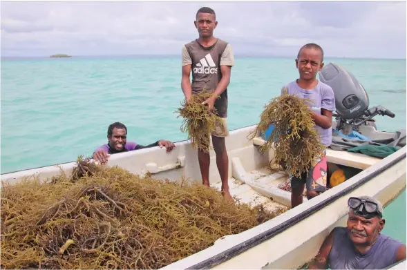  ?? Photo: Ministry of Fisheries ?? 74-year-old Jone Guru and others farm seaweed.