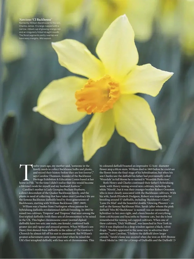  ??  ?? Narcissus ‘CJ Backhouse’ Named by William Backhouse for his son, Charles James. It is large cupped with a narrow, ribbed cup of glowing orange red and an irregularl­y frilled straight mouth. The floral segments partly overlap and have wavy margins. Mid season.