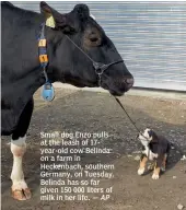  ?? — AP ?? Small dog Enzo pulls at the leash of 17year- old cow Belinda on a farm in Heckenbach, southern Germany, on Tuesday. Belinda has so far given 150 000 liters of milk in her life.