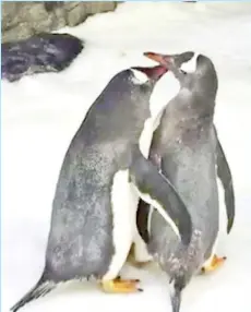 ??  ?? The two male gentoo penguins who have paired up as a ‘same-sex couple’ at the Sea Life Sydney Aquarium. — AFP photo