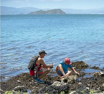  ?? ROSA WOODS ?? Jacob and Elliot, 12, collecting seaweed on the Miramar Peninsula. It could eventually end up on the menu at Jacob’s restaurant, The Larder.