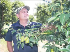  ??  ?? Informing growers . . . Fruit Growers Victoria’s Michael Crisera will be part of an orchard walk helping growers wrap their heads around their disrupted industry.