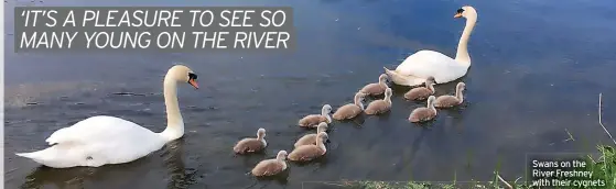  ?? ?? Swans on the River Freshney with their cygnets