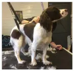  ?? ?? Remove spaniel feathers for an easier life