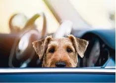  ?? Foto: Dorazett, Fotolia ?? Für manchen Hund ist die Autofahrt eine Qual. Denn viele der Vierbeiner leiden – ähnlich wie kleine Kinder – unter Reiseübelk­eit.