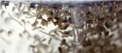  ??  ?? SAO PAULO: Photo shows the pupas of transgenic mosquito Aedes aegypti OX513A. Government­s and philanthro­pists announced an $18 million plan to release mosquitoes resistant to Zika, dengue and other viruses in urban areas of Colombia and Brazil. — AFP