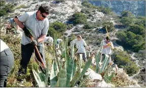  ??  ?? Des bénévoles se mobilisent pour préserver la biodiversi­té des calanques.