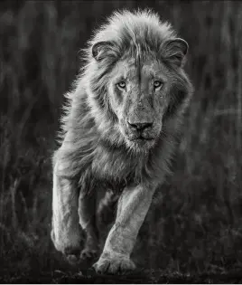  ?? (Photo David Yarrow) ?? Kevin Richardson est le meilleur pour sécuriser une prise de vue avec un lion, comme celle-ci.