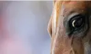  ?? Photograph: Régis Duvignau/Reuters ?? A horse, pictured competing in the World Equestrian Games in France.