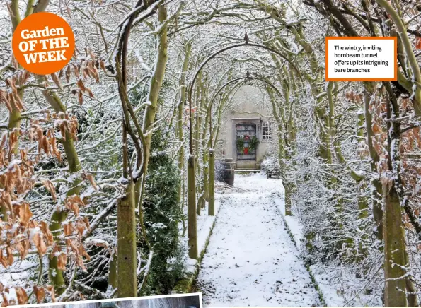  ??  ?? The wintry, inviting hornbeam tunnel offers up its intriguing bare branches