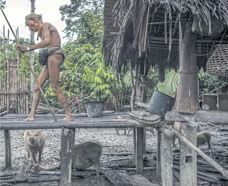  ??  ?? TREAD CAREFULLY: Teu Kapik Sibajak is among the last Mentawai practising a traditiona­l lifestyle in the deep forests of the remote Siberut Island. He feeds the chickens and pigs that live on the ground level of his house.
