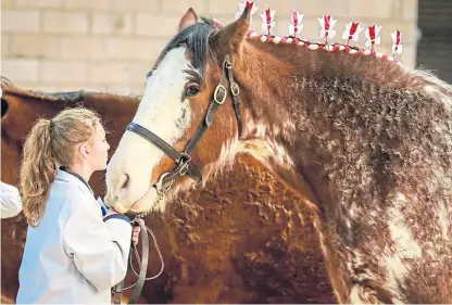  ?? Pictures: Steve Brown. ?? A Clydesdale prepares to face the judges at the Winter Fair in Lanark.
Champion Glebeview Lady Izzy, from Charlotte Young of Ayr, was recently sold privately to a buyer in Essex.