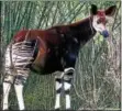  ?? PHOTO BY RAUL654/COMMONS.WIKIMEDIA ?? The elusive Okapi.