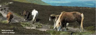  ??  ?? Wild ponies on Hatterrall Ridge.