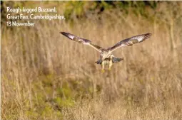  ??  ?? Rough-legged Buzzard, Great Fen, Cambridges­hire, 13 November