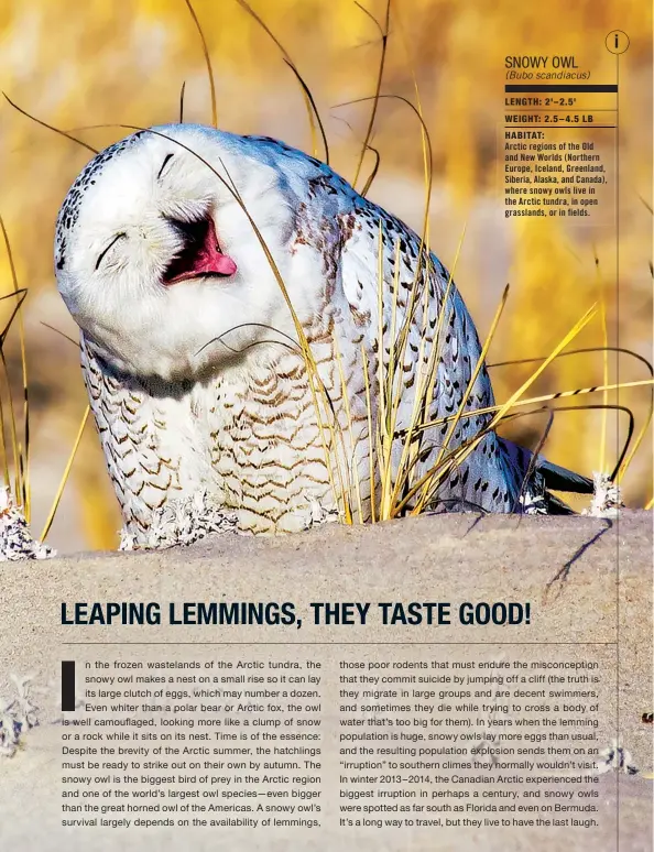  ??  ?? SNOWY OWL (Bubo scandiacus)
LENGTH: 2'–2.5' WEIGHT: 2.5–4.5 LB HABITAT:
Arctic regions of the Old and New Worlds (Northern Europe, Iceland, Greenland, Siberia, Alaska, and Canada), where snowy owls live in the Arctic tundra, in open grasslands, or in fields.