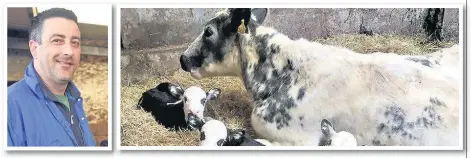  ??  ?? Cennydd was as pleased as punch with his triplet heifer calves, pictured here shortly after being born – especially as he became a first-time dad two months ago