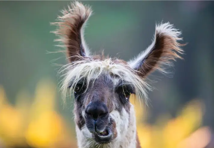  ?? ?? An alpaca waits to leave the summer alp for the winter season on the Griesalp at the Kiental valley, Switzerlan­d, yesterday. Photo: AP