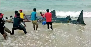  ?? Pic by Hiran Priyankara Jayasinghe ?? FIsherfolk tried to push the entangled whale shark back into the ocean.