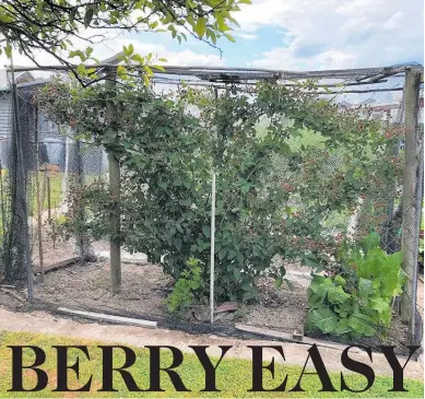  ?? ?? Main image, bird control is essential to ensure a good harvest from a berry crop.
Top right, Raspberry Mini Me is a compact dwarf that’s ideal for growing in a container.