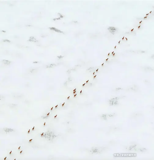  ??  ?? 雪原上穿越的藏羚羊