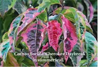  ??  ?? Cornus florida ‘Cherokee Daybreak’ in summer leaf.