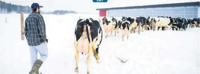  ??  ?? Étant sous régie biologique, les vaches des Lampron doivent obligatoir­ement avoir accès au pâturage l’été. Sortir en hiver demeure un extra bien apprécié.